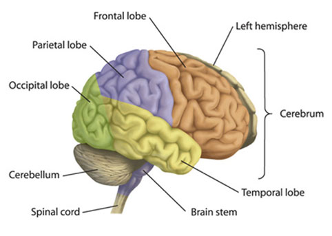 Gifford Neurology Institute